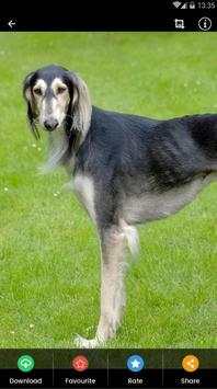 Saluki Dog Wallpaper screenshot 4