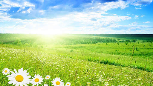 Spring Wallpapers : backgrounds hd screenshot 16