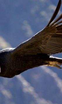 Condor wallpapers screenshot 4