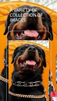 Wallpaper Rottweiler screenshot 3