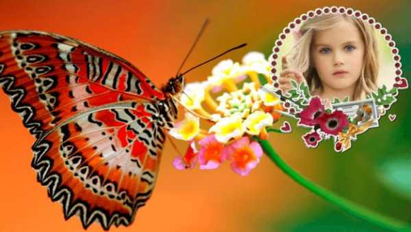 Butterfly Frames screenshot 5