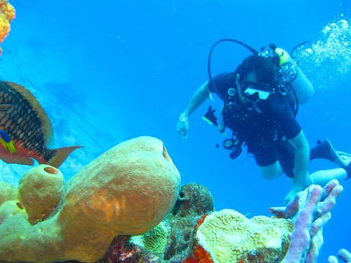 Scuba Diving Live Wallpapers screenshot 1