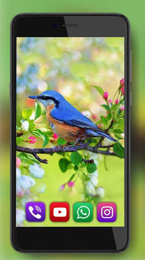 Birds Sounds Live Wallpaper screenshot 3