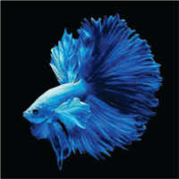 Wallpaper Ikan Cupang New icon