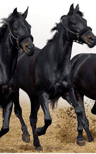 Horses Live Wallpaper HD screenshot 6