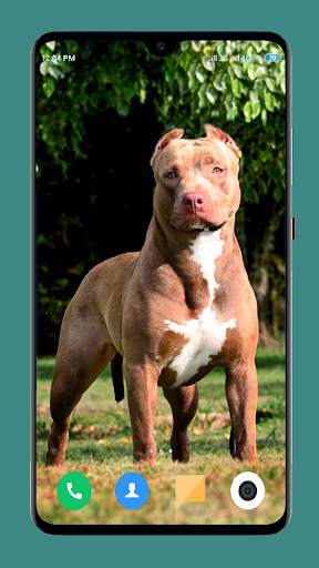 Pitbull Dog Wallpaper 4K screenshot 3