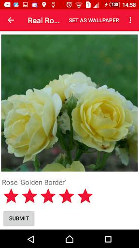 Gardener's roses screenshot 3