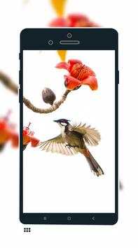 Bird Wallpaper screenshot 8