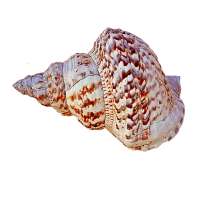 Conch Sound on 9Apps
