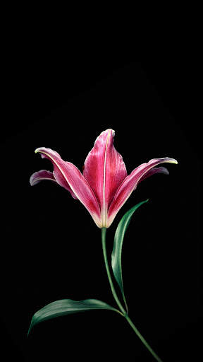 Macro HD Wallpaper screenshot 3