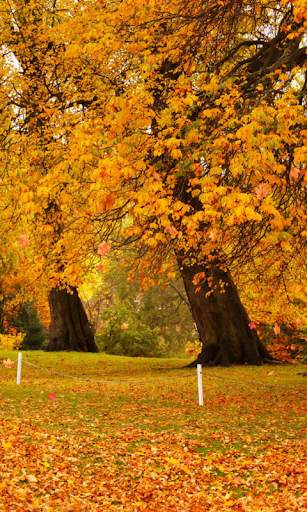 Autumn Wallpaper screenshot 4