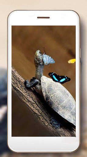 Turtles Best Live Wallpaper screenshot 3