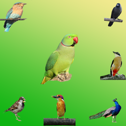 Birds Sound App, Birds Sound Application icon