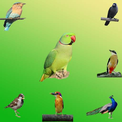 Birds Sound App, Birds Sound Application स्क्रीनशॉट 3