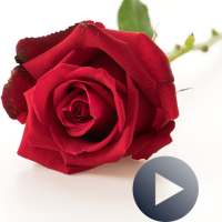 Roses Animated Stickers For WhatsApp WAStickerApps logo