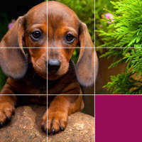 Puppy Jigsaw, Mind Workout logo