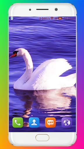Swan Wallpaper HD screenshot 14