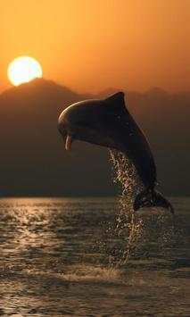 Dolphin Jigsaw Puzzles Game screenshot 1