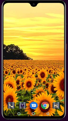 Sunflower Wallpaper 4K Latest स्क्रीनशॉट 6
