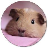 Hamster Wallpapers 3