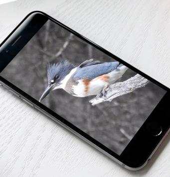 Bird Wallpaper HD screenshot 1