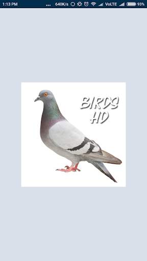 Bird & Animal HD Wallpaper screenshot 1