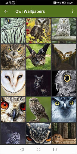 Owl Wallpapers screenshot 2