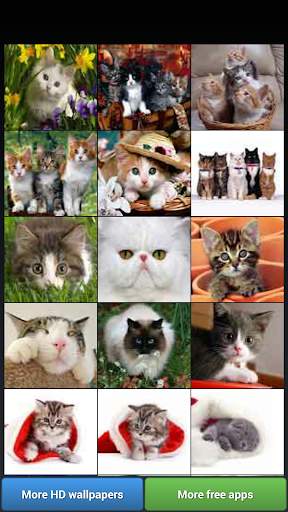 Cute Kitty Cats HD Wallpapers screenshot 1