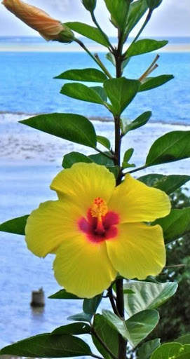 Flower Wallpaper screenshot 1