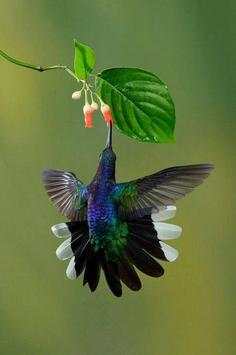 Bird HD Wallpaper screenshot 9