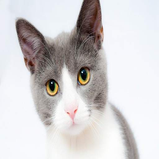 Cat Chat App screenshot 1