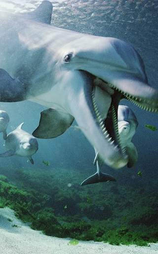 Dolphin Live Wallpaper HD screenshot 8