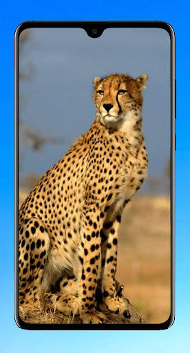 Cheetah Wallpaper 4K screenshot 10