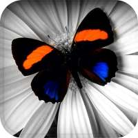 Color Splash Effects on 9Apps