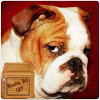 english bulldog live wallpaper - cute bulldog on 9Apps