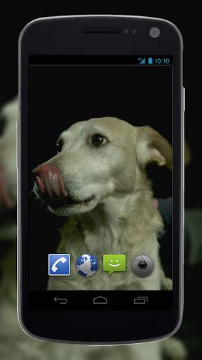4K Dogs Slow-mo Video Live Wallpaper screenshot 4