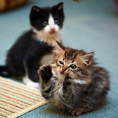 Funny Cats Jigsaw Puzzles icon