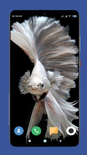 Betta Fish Wallpaper HD screenshot 2