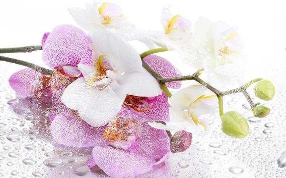 Orchide Glamour live wallpaper screenshot 9