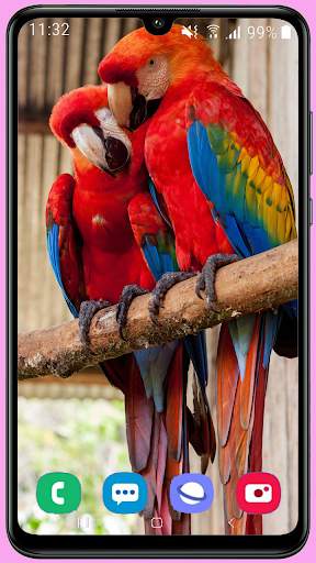 Parrots Wallpaper Best HD screenshot 6