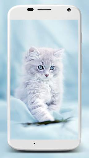 Cute Cats Wallpaper screenshot 1