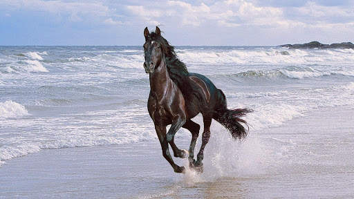 Horses Live Wallpaper (wallpapers & backgrounds) screenshot 7