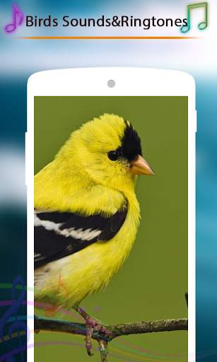 Birds Sounds and Ringtones screenshot 1