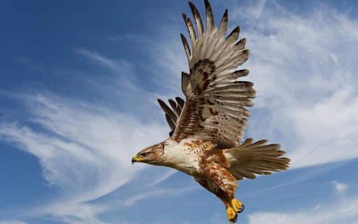 Eagle HD Wallpaper screenshot 4