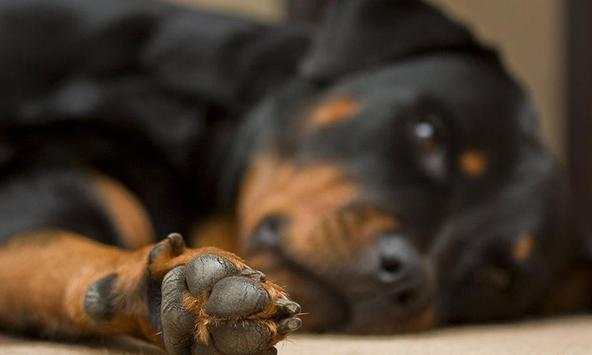Rottweiler wallpapers screenshot 2