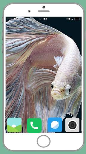 Fish Full HD Wallpaper 4 تصوير الشاشة