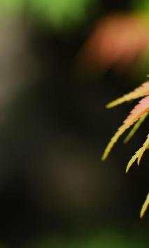 Maple wallpapers screenshot 3