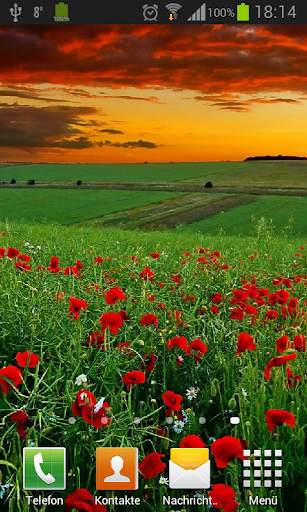 Poppies live wallpaper screenshot 3