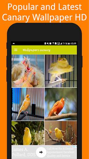 Canary Birds Wallpaper स्क्रीनशॉट 1