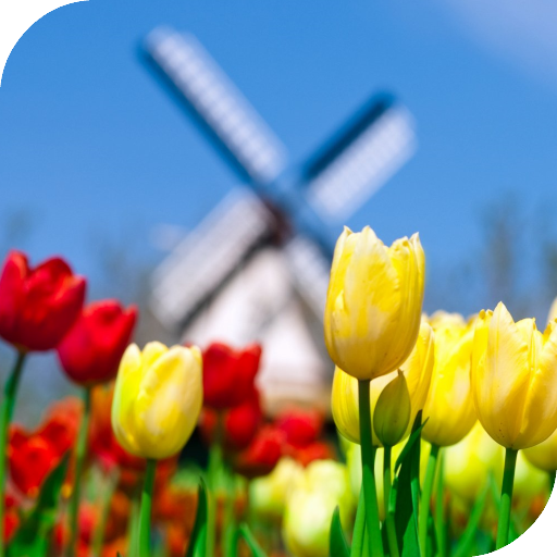 Tulips Live Wallpaper icon